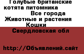 Голубые британские котята питомника Silvery Snow. - Все города Животные и растения » Кошки   . Свердловская обл.